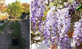 2020 popular 1 trends in home & garden, home improvement, weddings & events with silk wisteria plant and 1. Wisteria Tree Half Standard Garden Plants Online