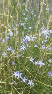 Tufted bluebell, common bluebell, austral bluebell. Wahlenbergia Communis Tufted Bluebell An Indigenous Wildflower Among Wallaby Grass In My Backyard Melbourne Australia Xpost From R Australianplants Gardening