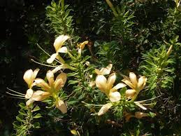 Image result for Barleria holubii
