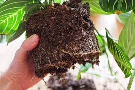 You can also follow the same process, but place the cutting directly into a container of moistened soil instead of water. How To Grow And Care For Prayer Plants Gardener S Path