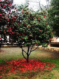 Red Camellia Tree Camellia Tree Camelia Tree Trees For Front Yard