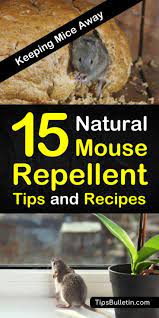 15 Brilliant Diy Mouse Repellents Recipe Mice Repellent Diy Mice Repellent Natural Repellent