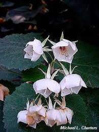 Image result for Dombeya shupangae