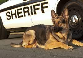 What Do Police Dogs Do American Kennel Club