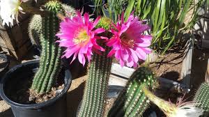7234 w maddock, peoria, az 85086. Old West Cactus Farm Home Facebook