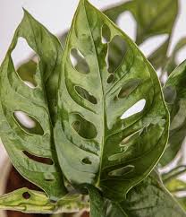 Image result for Monstera