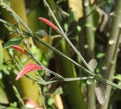 Image result for Dicliptera transvaalensis