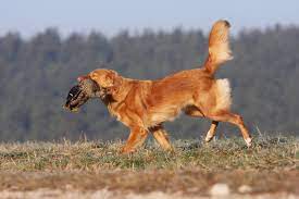 She has a mission.one she believes most dog breeders have forsaken. Nova Scotia Duck Tolling Retriever Ausfuhrliche Rassebeschreibung Deutscher Retriever Club E V