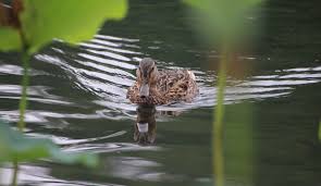Bei naturbrut entscheidet die ente. Wieso Enten Nicht In Den Schwimmteich Durfen Kati Ist Draussen