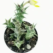 Image result for Orbea dummeri