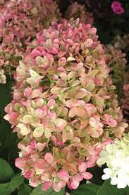 Google Image Result For Http Www Daytonnursery Com Encyclopedia Images Trees Limelight Hydrangea Plants Hydrangea Garden