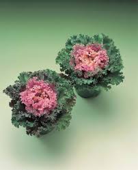 Image result for Brassica