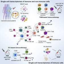 Lymphoma is the most common cancer seen in cats. Single Cell Analyses Inform Mechanisms Of Myeloid Targeted Therapies In Colon Cancer Sciencedirect