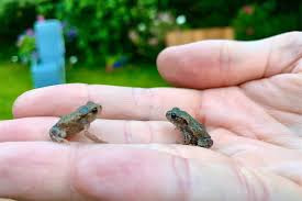 Jedoch können sie auch zunehmend in gärten angetroffen werden. Ein Reh Ein Dachs Und Winzige Frosche Tierische Nachbarn Erobern Holzwickedes Garten