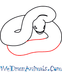 He thinks he lives here, since we see him frequently. How To Draw A Eastern Diamondback Rattlesnake