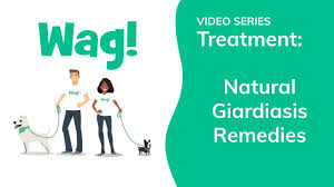 Our model of providing outstanding parent dogs as pets to family friends has been. Natural Giardiasis Remedies Conditions Treated Procedure Efficacy Recovery Cost Considerations Prevention