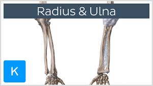 You will not be able to test with them as there will be multiple answers that are the same. Radius And Ulna Anatomy And Clinical Notes Kenhub