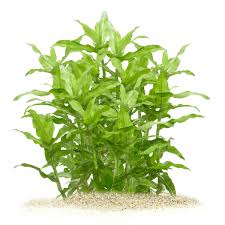 Image result for Floscopa glomerata