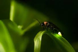 نتیجه جستجوی لغت [fireflies] در گوگل
