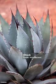 Image result for Agavaceae