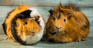 A Complete Owners Guide To Baytril For Guinea Pigs
