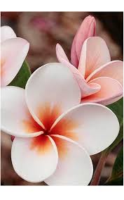 Champa Is The National Flower Of Nicaragua And Laos Whereflowersbloom Orchid Flower Beautiful Flowers Unique Flowers