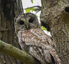 Image result for Cyperus longicarpus