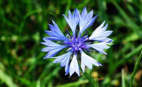 The first thing to consider is the purpose. Cornflower Plugs Centaurea Cyanus Available Now Uk Delivery Naturescape