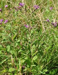 Image result for Vernonia melleri