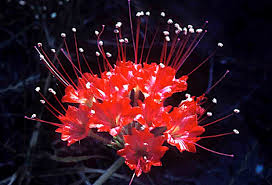 Image result for Buchnera capitata