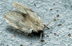 how to get rid of drain flies: control