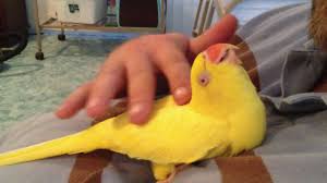 Image result for lutino parakeet images