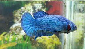 Betta Fish Blue Breeding Pair Male And Female Pesce Combattente Pesce Siamese Combattente Betta