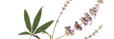 Image result for Vitex amaniensis