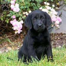 Black labrador retriever puppies for sale in pa. Black Labrador Retriever Puppies For Sale Greenfield Puppies Labrador Retriever Black Labrador Puppy Black Labrador Retriever