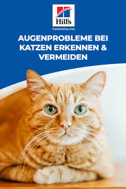 Katzenfakten So Kannst Du Haufige Augenprobleme Bei Katzen Erkennen Und Vermeiden In 2021 Katzen Fakten Katzen Katzen Infos