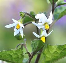 Image result for Solanum richardii