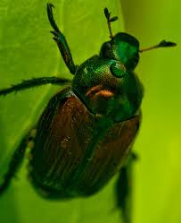 Enjoy orkin pest & termite control coupons, promo codes & discount deals for march 2021. Home Pest Control Services Call An Exterminator Orkin