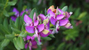 La tibouchina è una pianta di fiore sempreverde appartenente alla famiglie delle melastomataceae. Piante Da Siepi Fiorita Resistenti Al Freddo Ecco Quali Sce