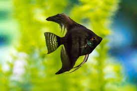 13 Types Of Angelfish You Should Know About With Pictures Pet Keen