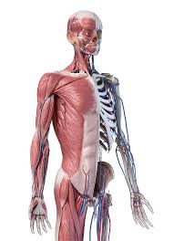 Muscles that attach the upper limb to the body and move or sta… insertion: Upper Body Skeleton With Muscles Veins Photograph By Pixelchaos
