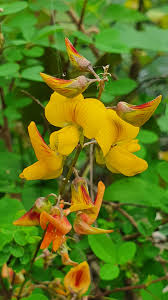 Image result for Crotalaria incana