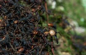 Donovan's pest control offers green pest management services throughout we provide service from san francisco, through the peninsula, including north san jose areas, colma, brisbane, daly city, south san francisco. Tactical Ant Media Amplifying The Invertebrate Aesthetics Of Ants Using Transversality As An Artistic Process In Society Animals Volume 27 Issue 7 2019
