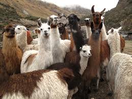 Whilst Walking To Cancha Cancha You Are Also Supporting The Llama Pack Project A Recovery Project Which Is Focused On Reevaluation Of The A Peru Llama Animals