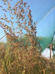 Image result for Eragrostis gummiflua