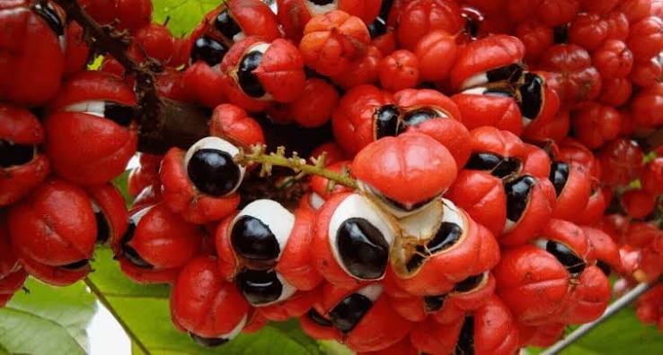 Guaraná