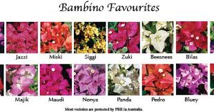 Bambino Bougainvillea Care Bougainvillea Bougainvillea Care Drought Tolerant Garden
