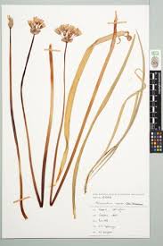 Image result for Alliaceae