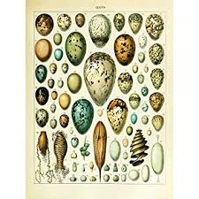 Meishe Art Vintage Poster Print Birds Colorful Eggs