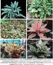 Image result for Synsepalum muelleri